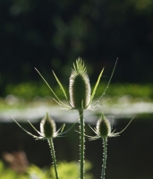 Wild flower in contrast light