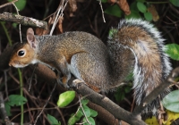 Squirrel resting on branch