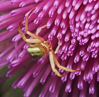 Golden rod spider