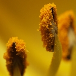 Pollen