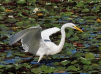 Snowy Egret wing shading 
