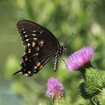 Spicebush butterfly and Thistle
