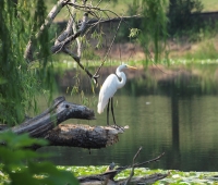 Egret at rest
