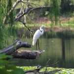 Snowy Egret at water edge