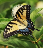 Swallowtail