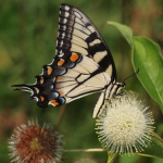 Tiger Swallowtail on Buttonbush