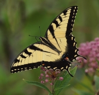 Swallowtail