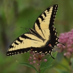Eastern Tiger Swallowtail