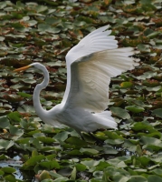 Snowy egret