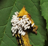 Caterpillar and parasites