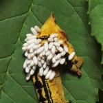 Parasites over caterpillar
