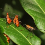 Assassin bugs