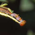 Feed and rest spanworm