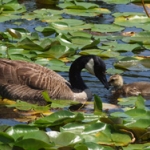 Canada Geese bonding