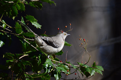 Bird in tree