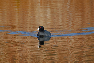 American Coot