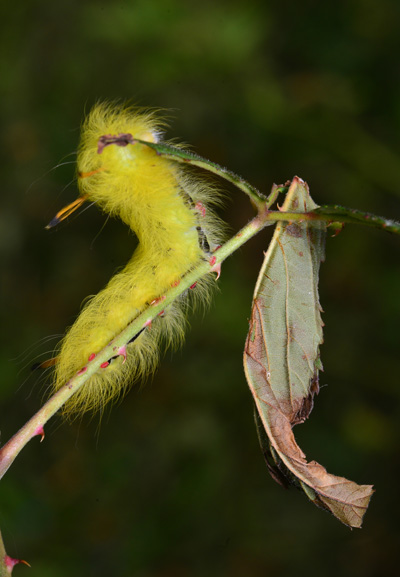Spotted Apatelodes - Apatelodes torrefacta