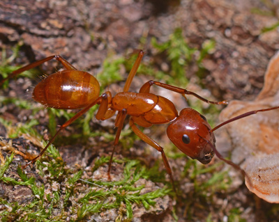 Carpenter Ant