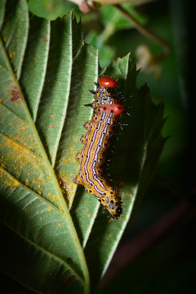 Red humped Appleworm