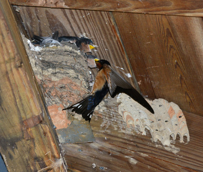Feeding Barn Swallow