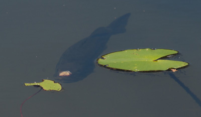 fish at water surface