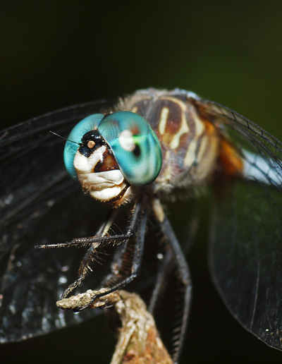 Macro of dragonfly