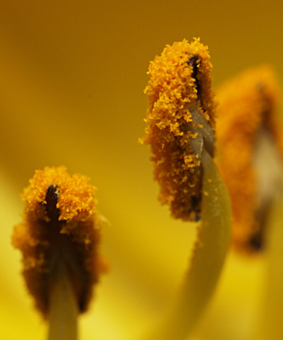 Stamen of color