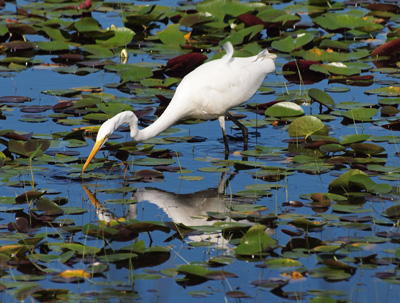 Egret looking in hope.