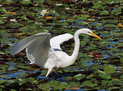 Snowy Egret Wings