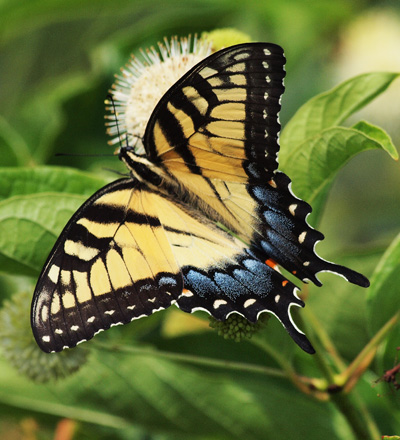 Swallowtail