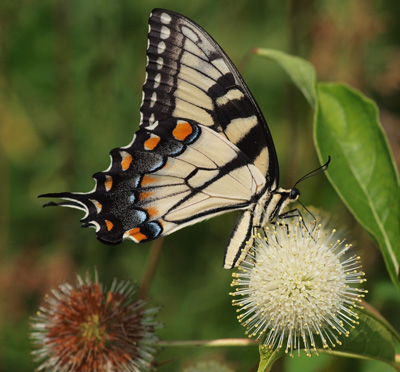 Tiger Swallowtail on Buttonbush