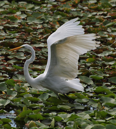 Snowy egret