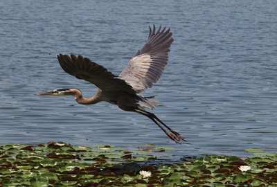 Glide Blue Heron