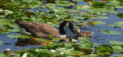 Canada Geese bonding