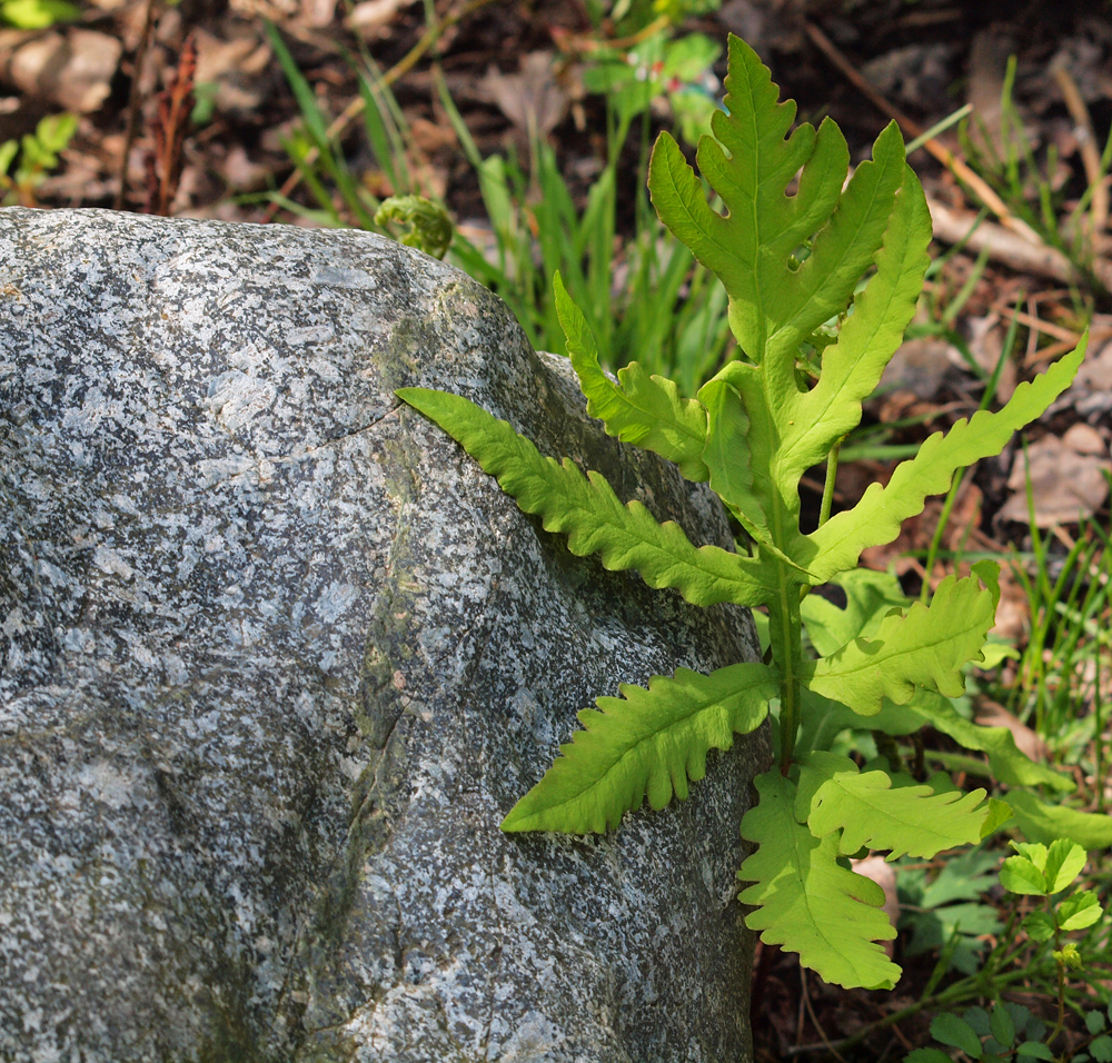 Rock and fern