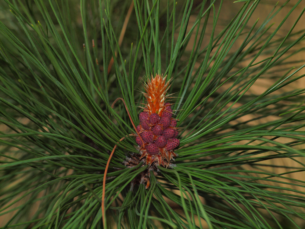 Red Pine Bud
