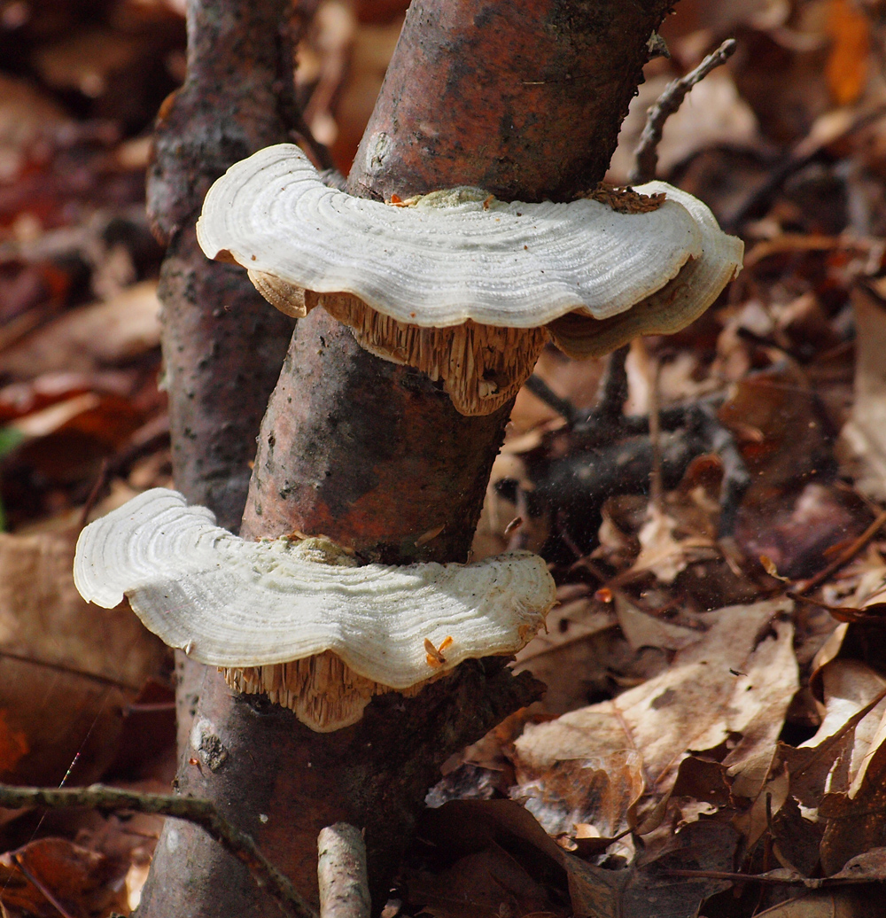 Bracken Fungi