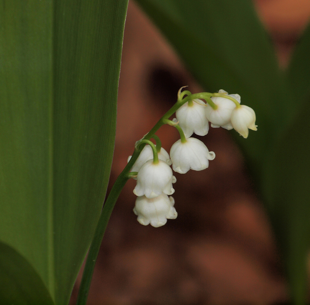 American Lily of the valley