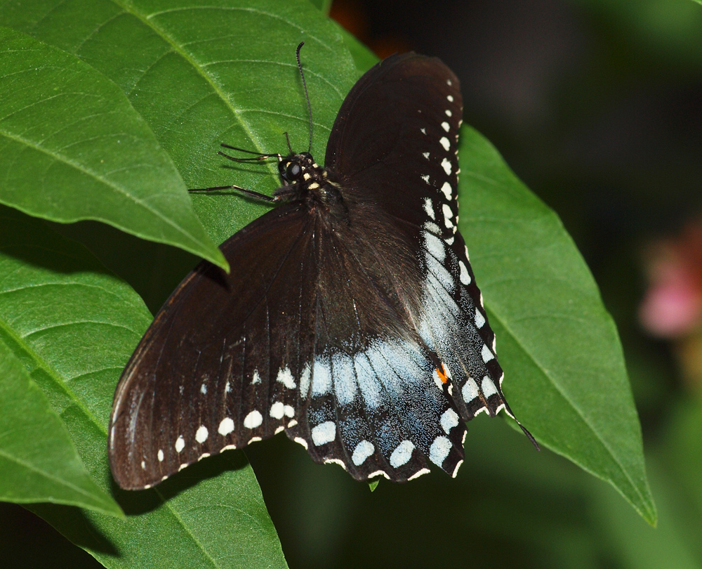 Male SpiceBush Swallowtail