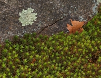 Moss and Lichen