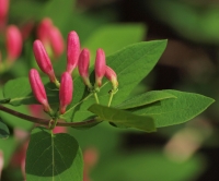Pink Flower buds