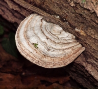Bracken Fungi
