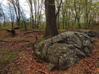 Rock shaped chelonia turtle