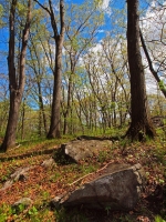 Woodland Redpines