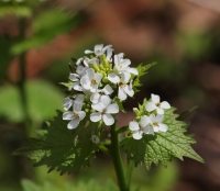 Unknown flower