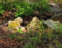 Like sulfur dust lichen