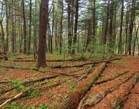 Red Pine and Long leaf pines