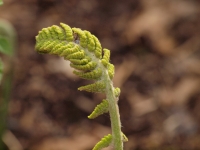 Ferns