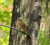 American Robin
