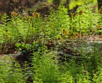 wild plants